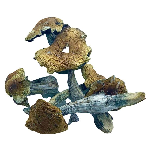 DRY SHROOMS | AMAZON CUBENSIS