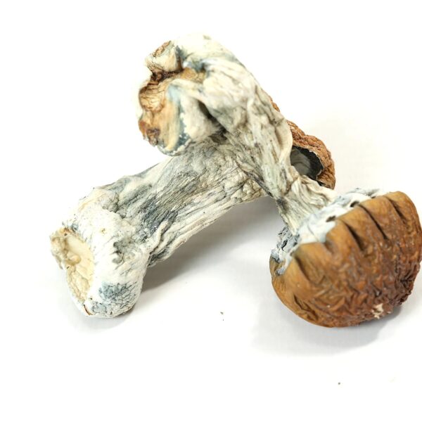 DRY SHROOMS | CALIFORNIAN TIDAL WAVE