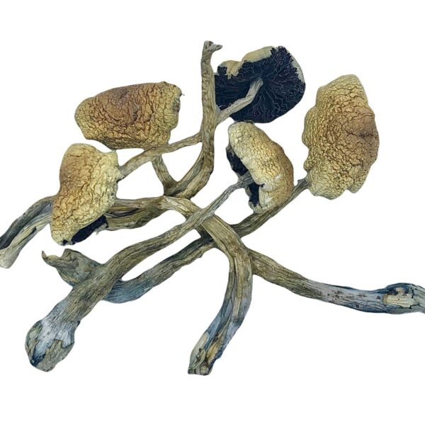 DRY SHROOMS | COSTA RICA CUBENSIS