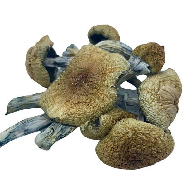DRY SHROOMS | GOLDEN TEACHERS