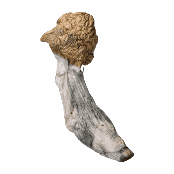 DRY SHROOMS | DCMAK95