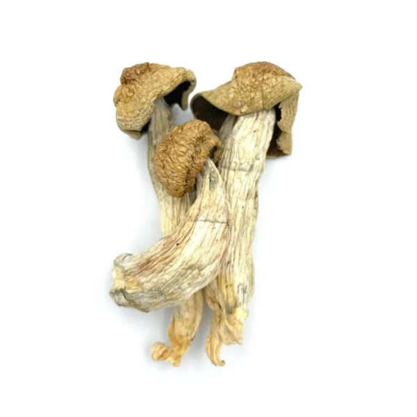 DRY SHROOMS | OG MELMAC