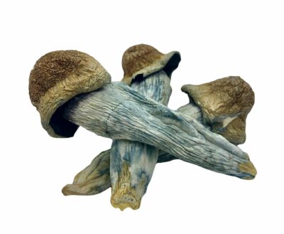 DRY SHROOMS | PENIS ENVY XXL CUBENSIS