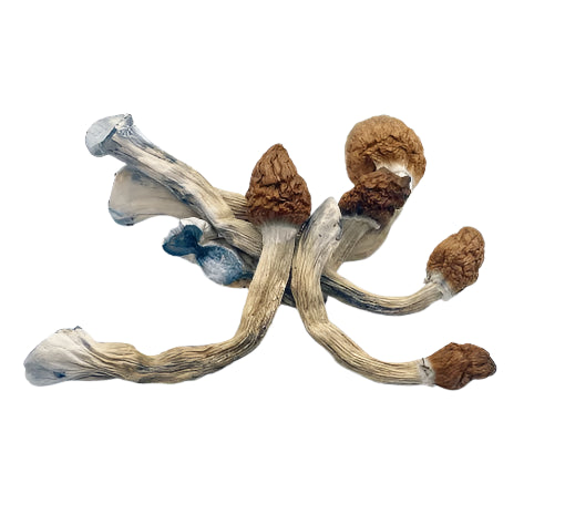 DRY SHROOMS | PENIS ENVY