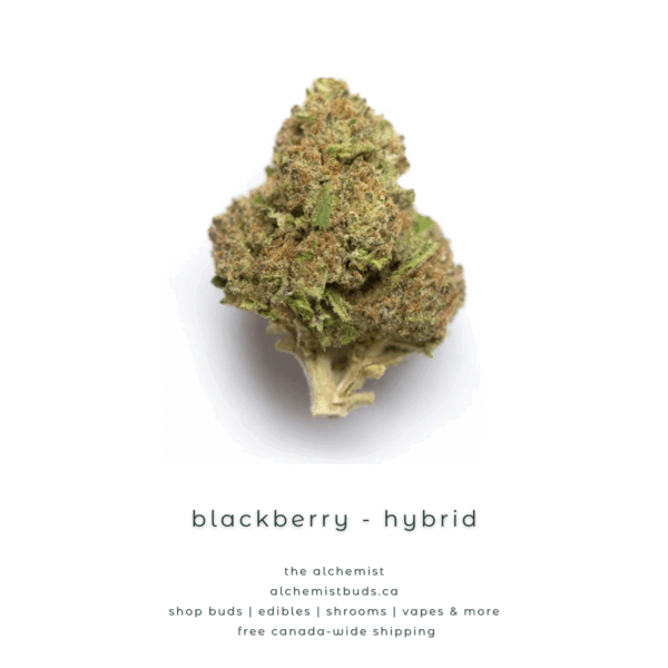 AAAA | BLACKBERRRY - HYBRID