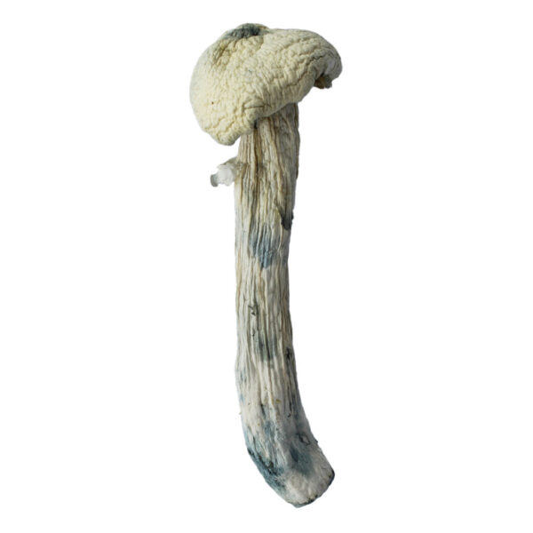DRY SHROOMS | BLUE GHOST