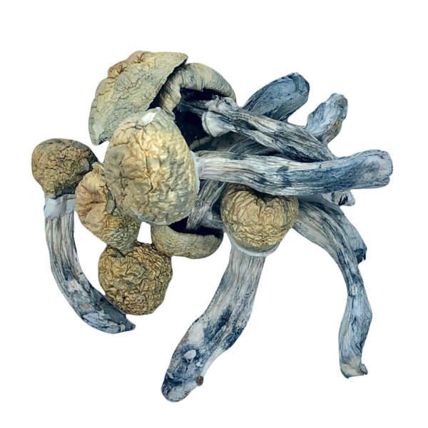 DRY SHROOMS | CAMBODIAN GOLD CUBENSIS