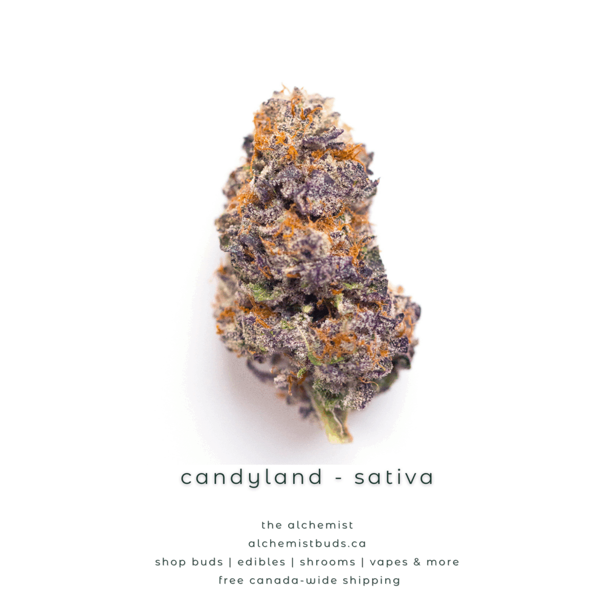 shop alchemistbuds.ca for best price on candyland strain
