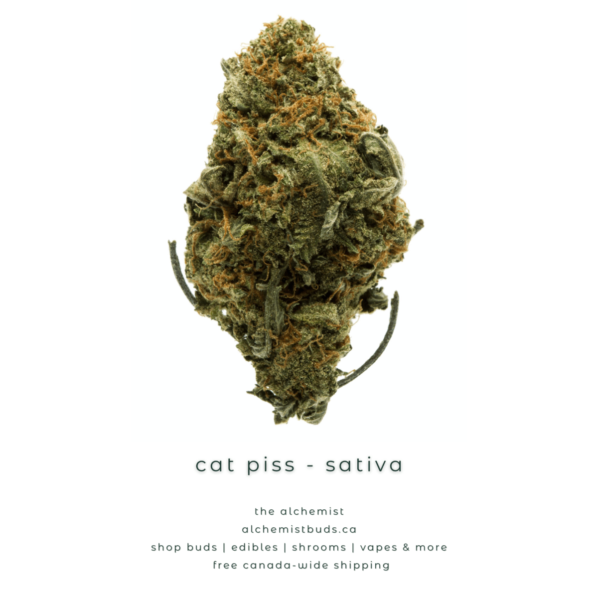shop alchemistbuds.ca for best price on cat piss strain