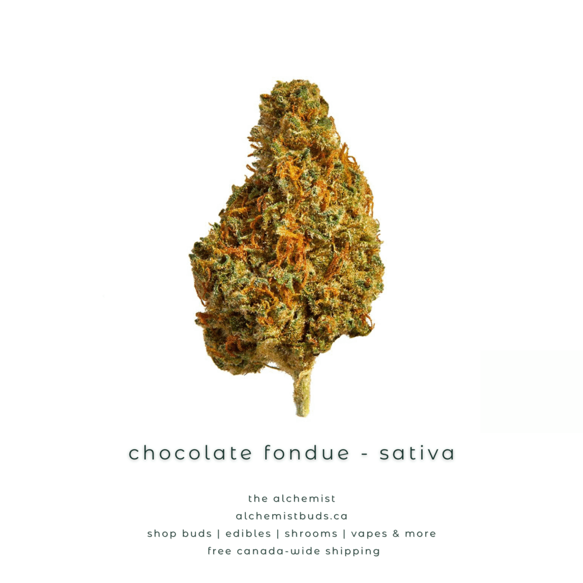 shop alchemistbuds.ca for best price on chocolate fondue strain