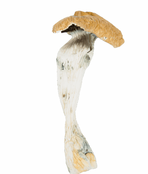 DRY SHROOMS | COUNTRY COCKS