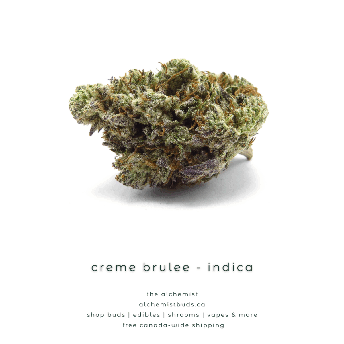 shop alchemistbuds.ca for best price on creme brulee strain