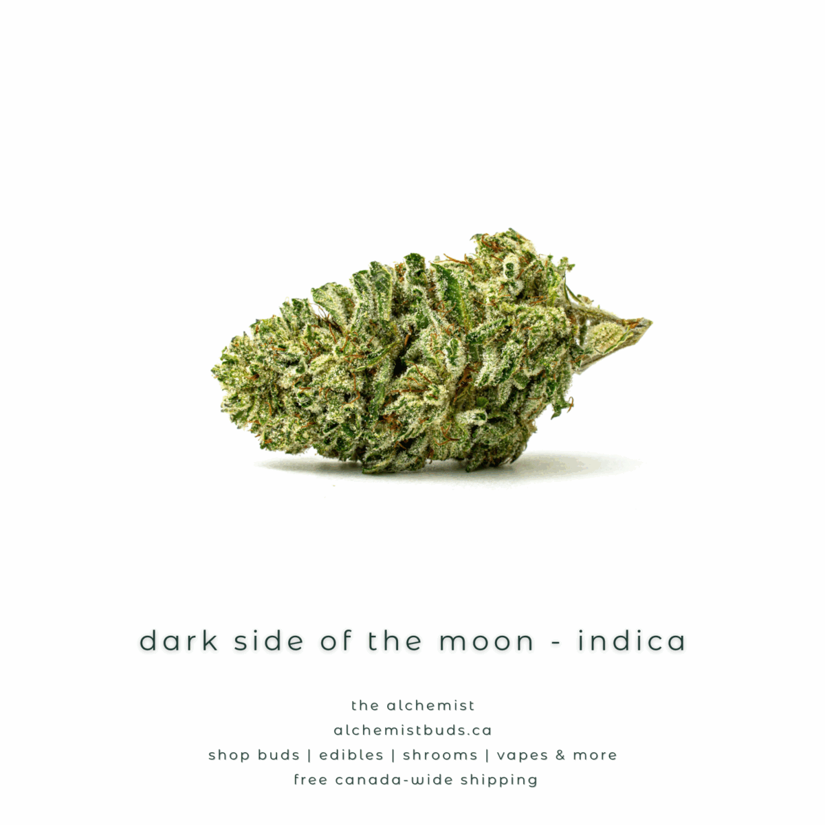 shop alchemistbuds.ca for best price on dark side of the moon strain