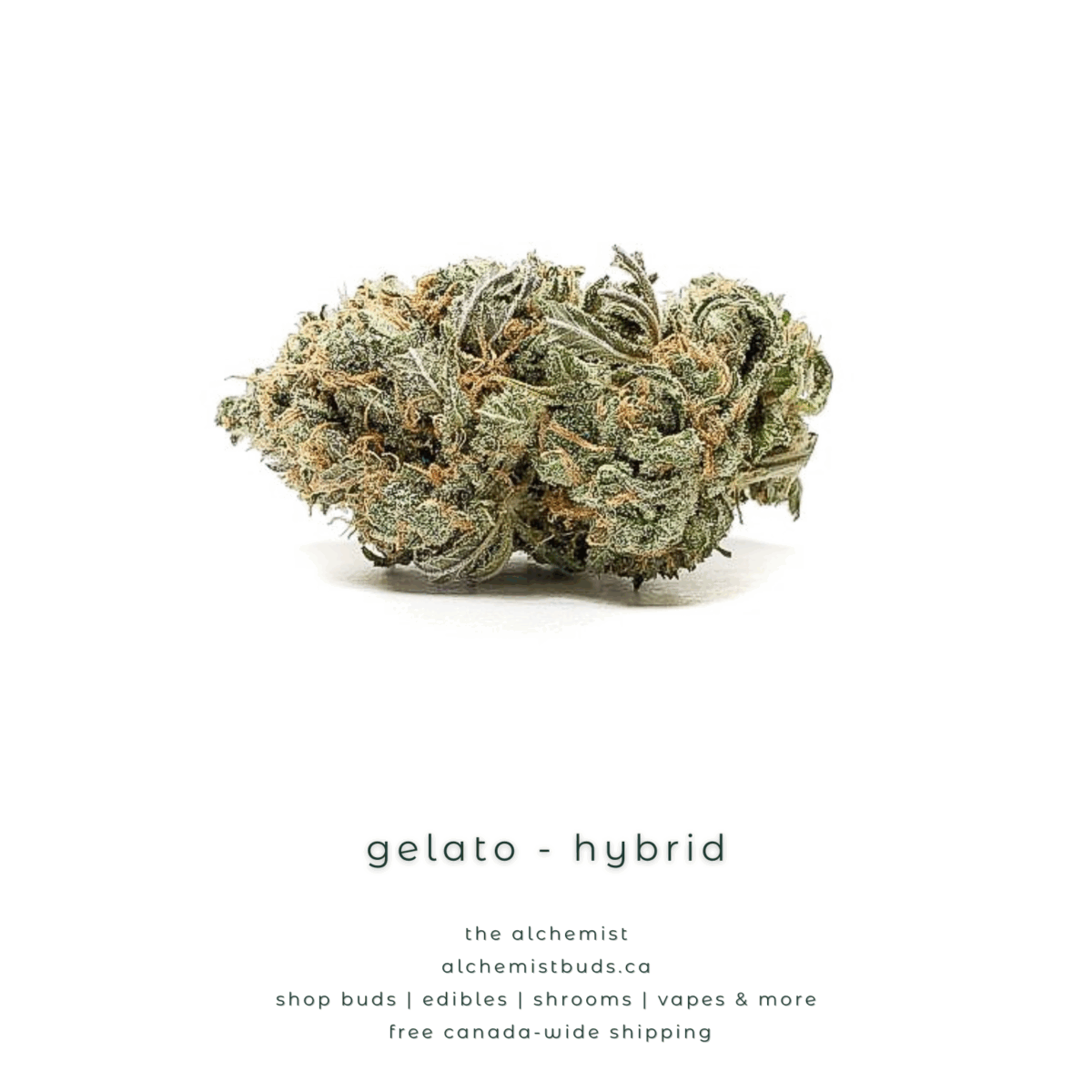 shop alchemistbuds.ca for best price on gelato strain