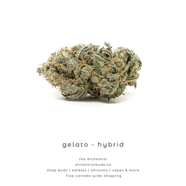 shop alchemistbuds.ca for best price on gelato strain