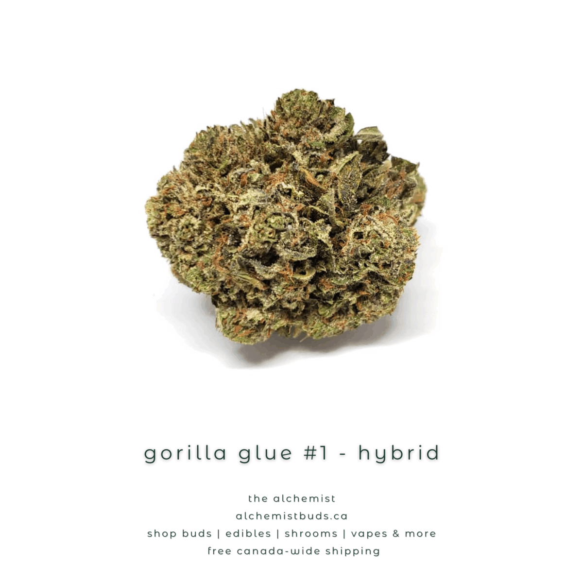 shop alchemistbuds.ca for best price on gorilla glue 1 strain