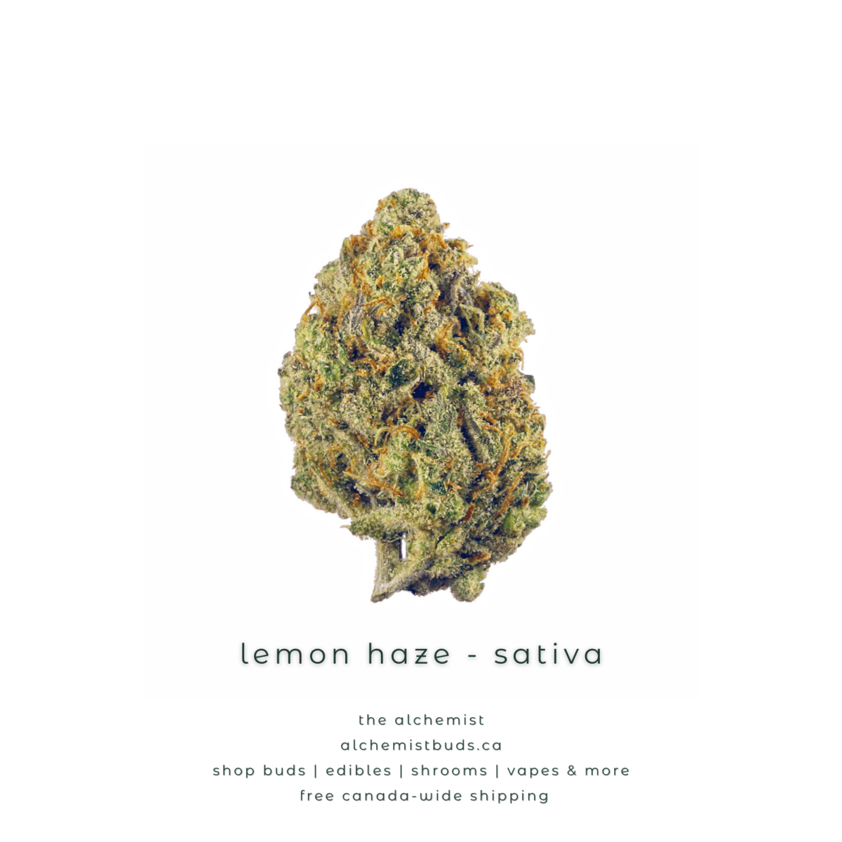 shop alchemistbuds.ca for best price on lemon haze strain