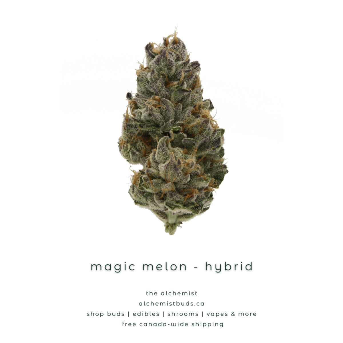 shop alchemistbuds.ca for best price on magic melon strain