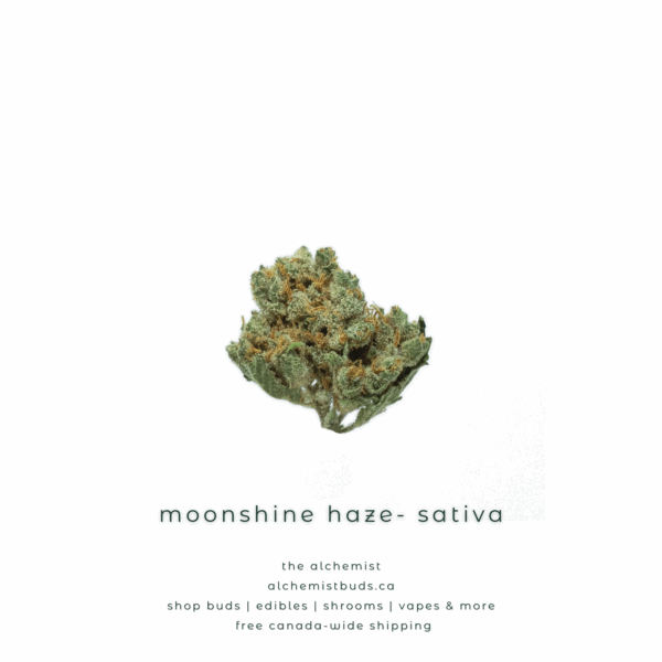 AAAA | MOONSHINE HAZE - SATIVA
