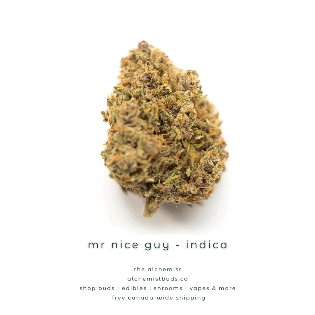 shop alchemistbuds.ca for best price on mr nice guy strain