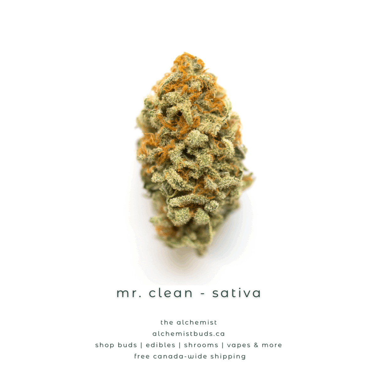 shop alchemistbuds.ca for best price on mr clean strain