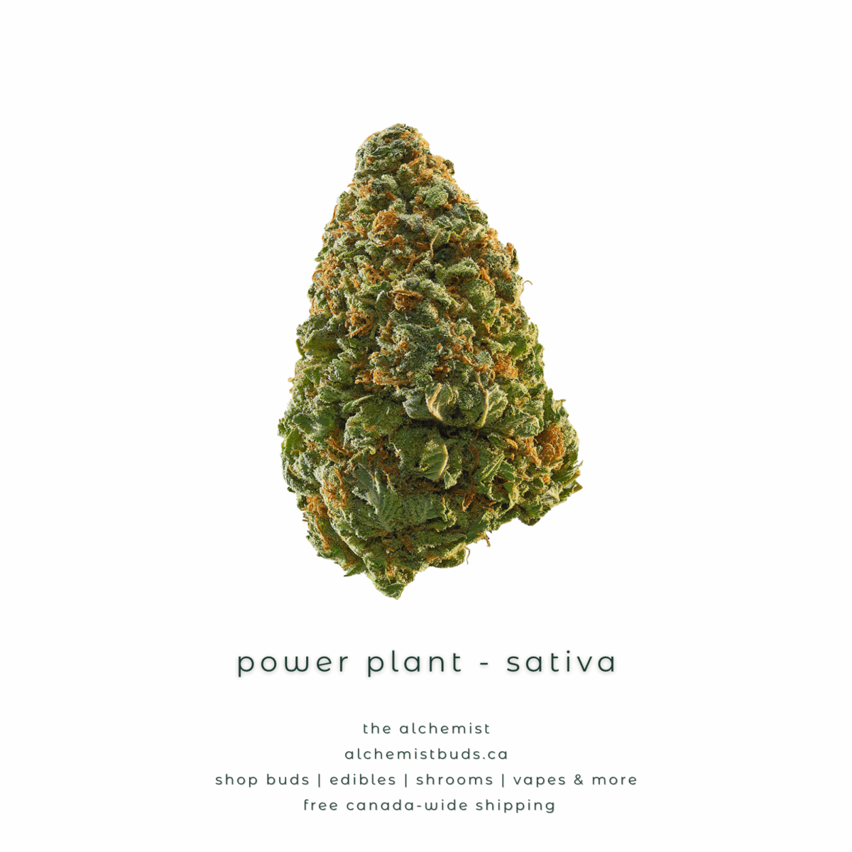 shop alchemistbuds.ca for best price on power plant strain