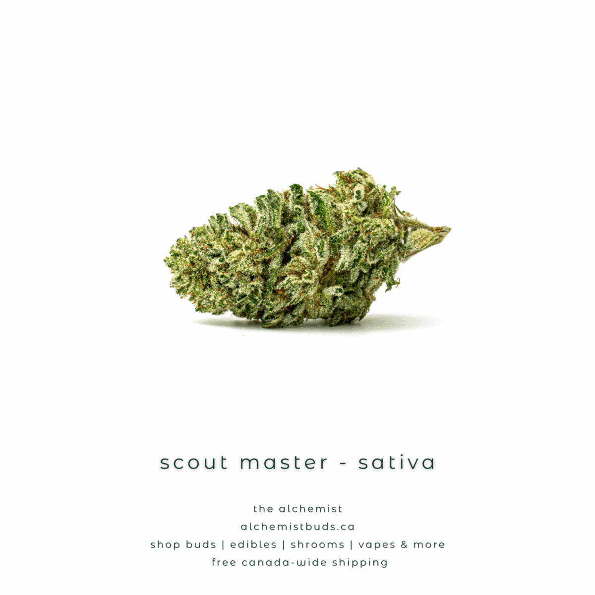 shop alchemistbuds.ca for best price on scout master strain