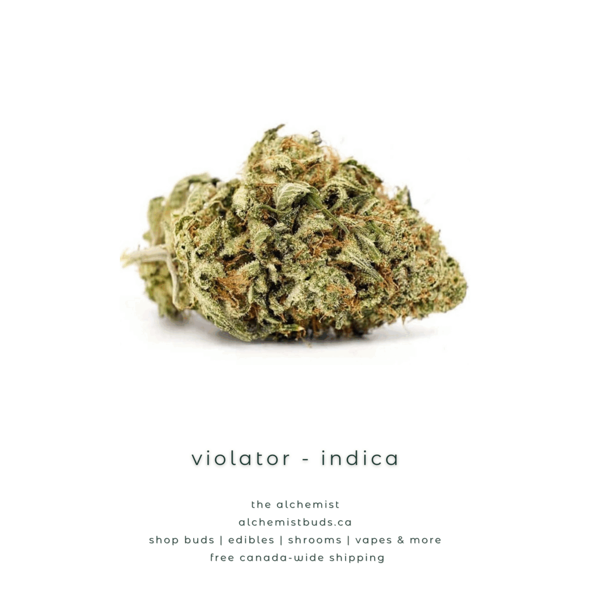 shop alchemistbuds.ca for best price on violator strain