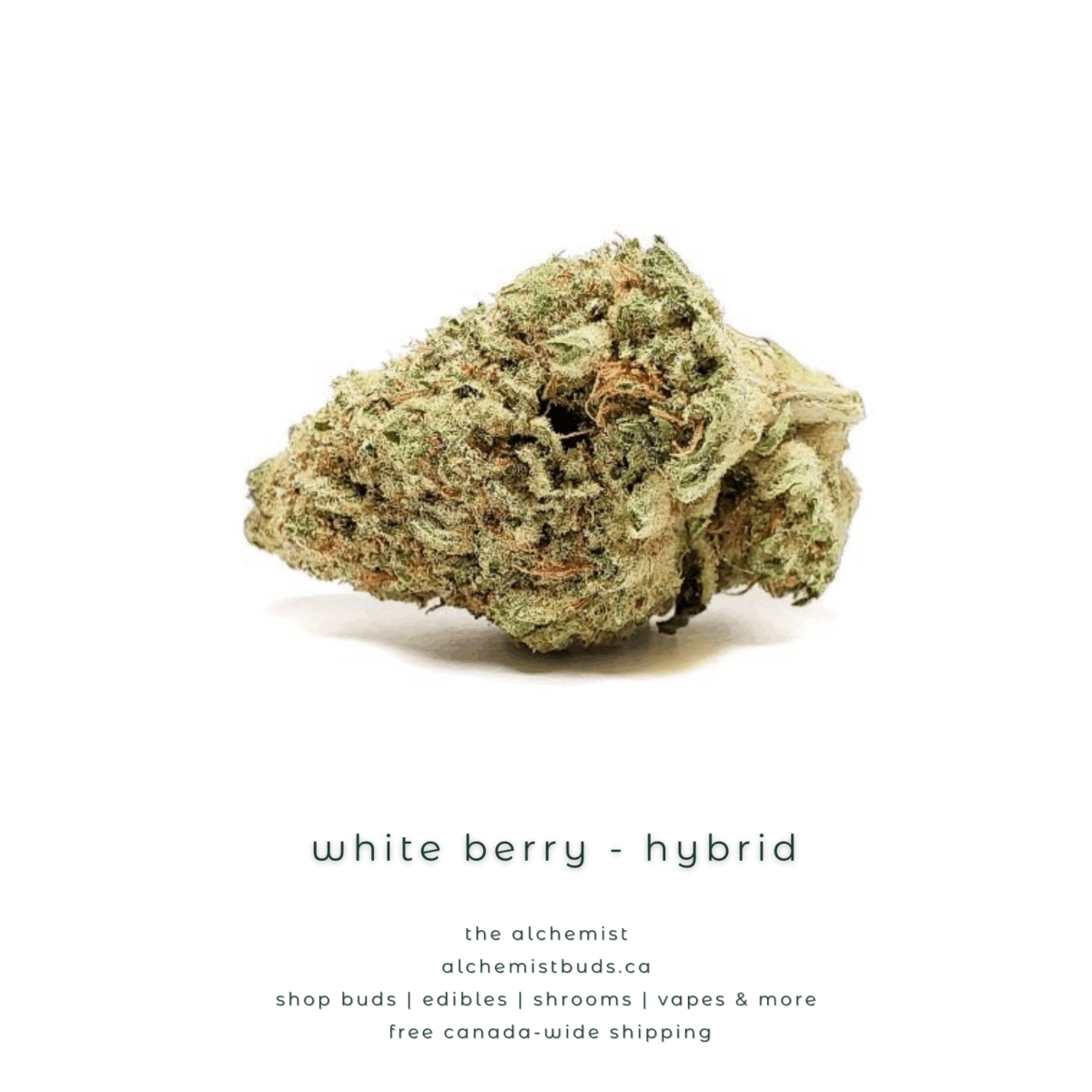shop alchemistbuds.ca for best price on white berry strain