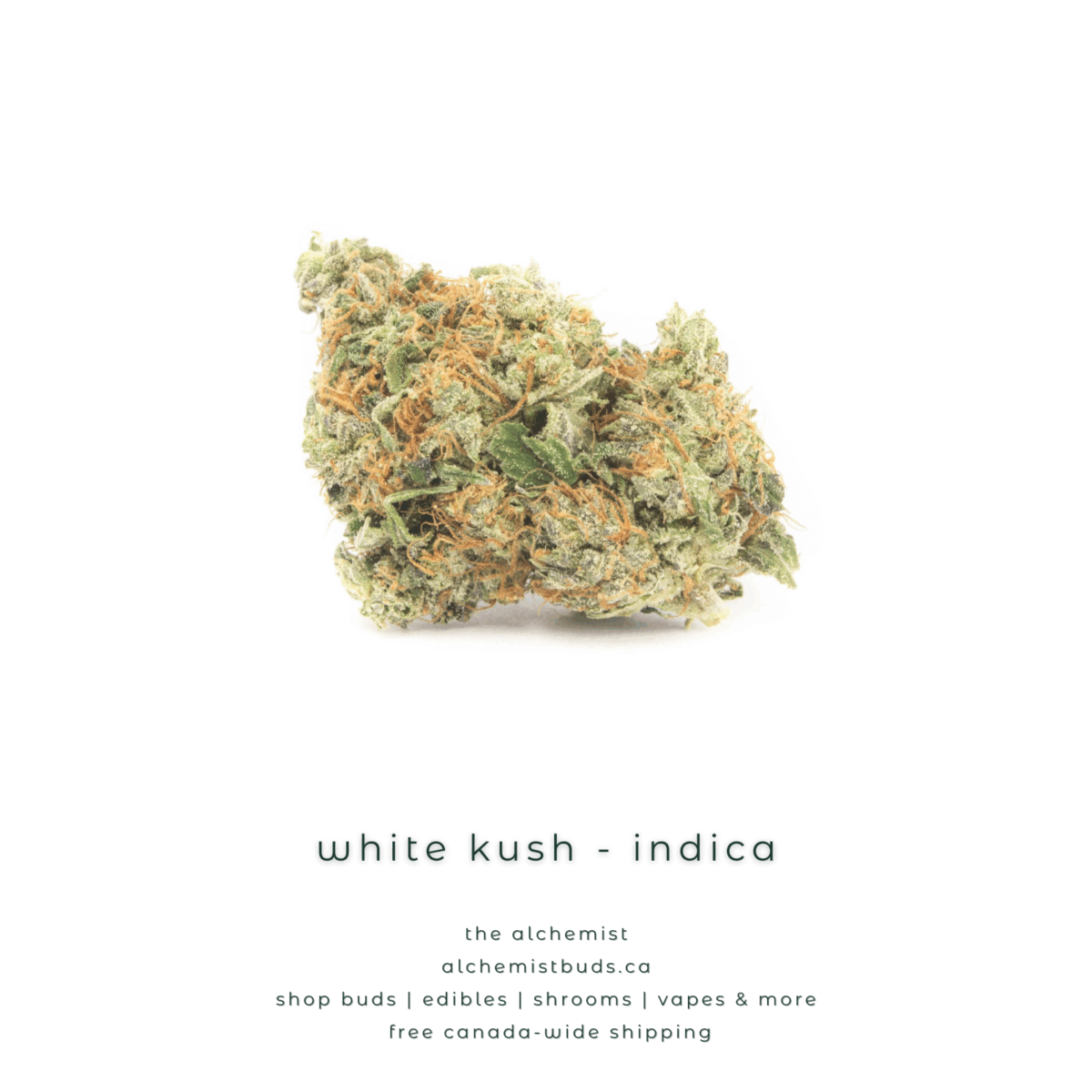 shop alchemistbuds.ca for best price on white kush strain