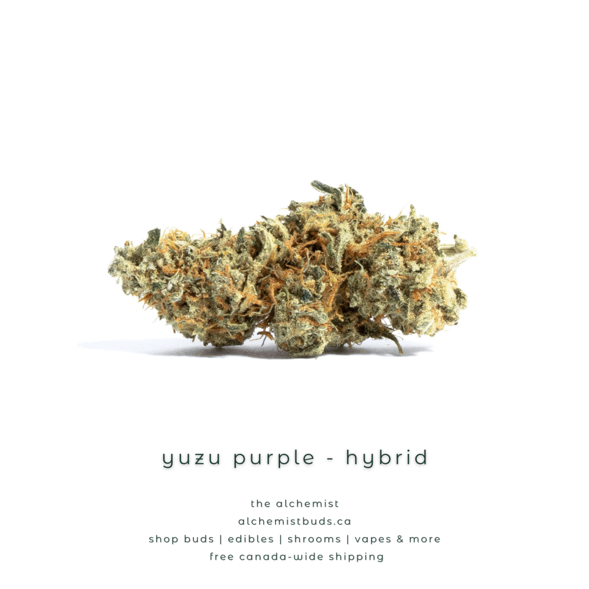 shop alchemistbuds.ca for best price on yuzu purple strain